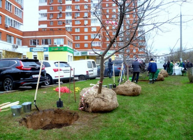 Жители Очаково-Матвеевского посадили деревья